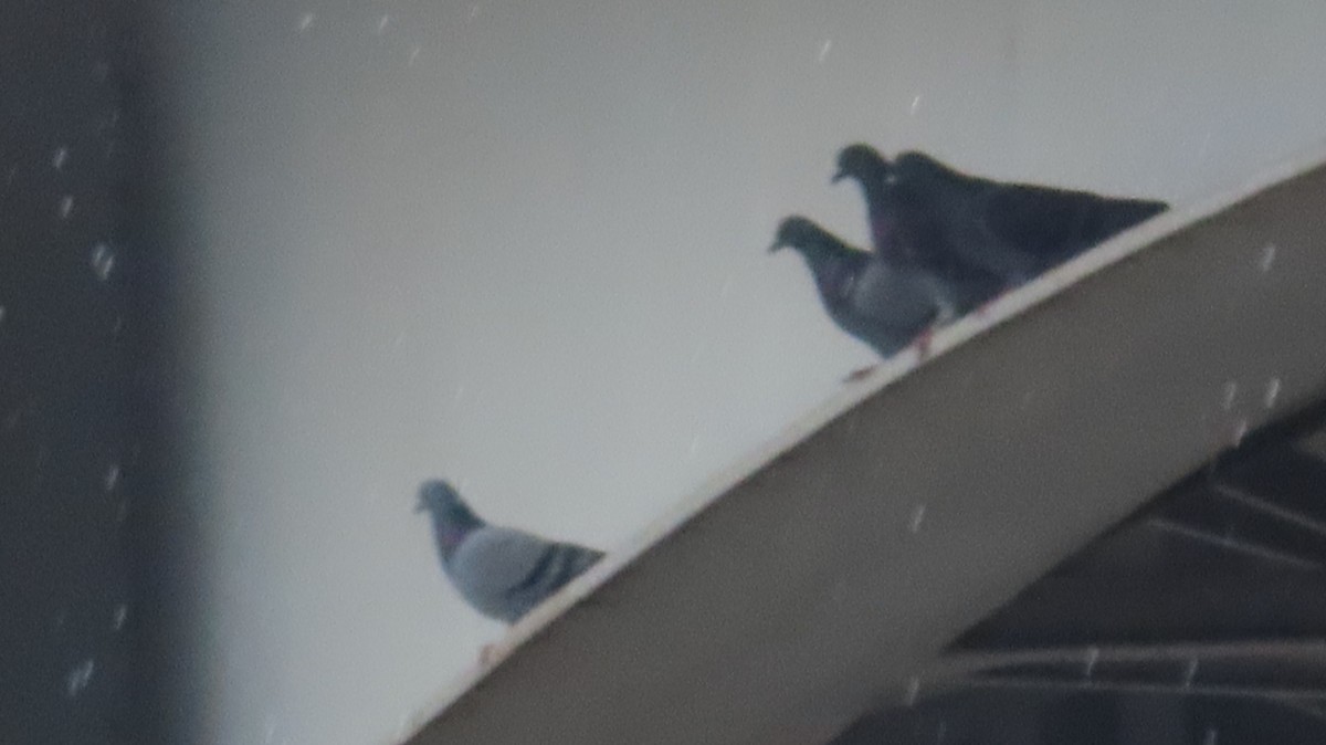 Rock Pigeon (Feral Pigeon) - Gregory Allen