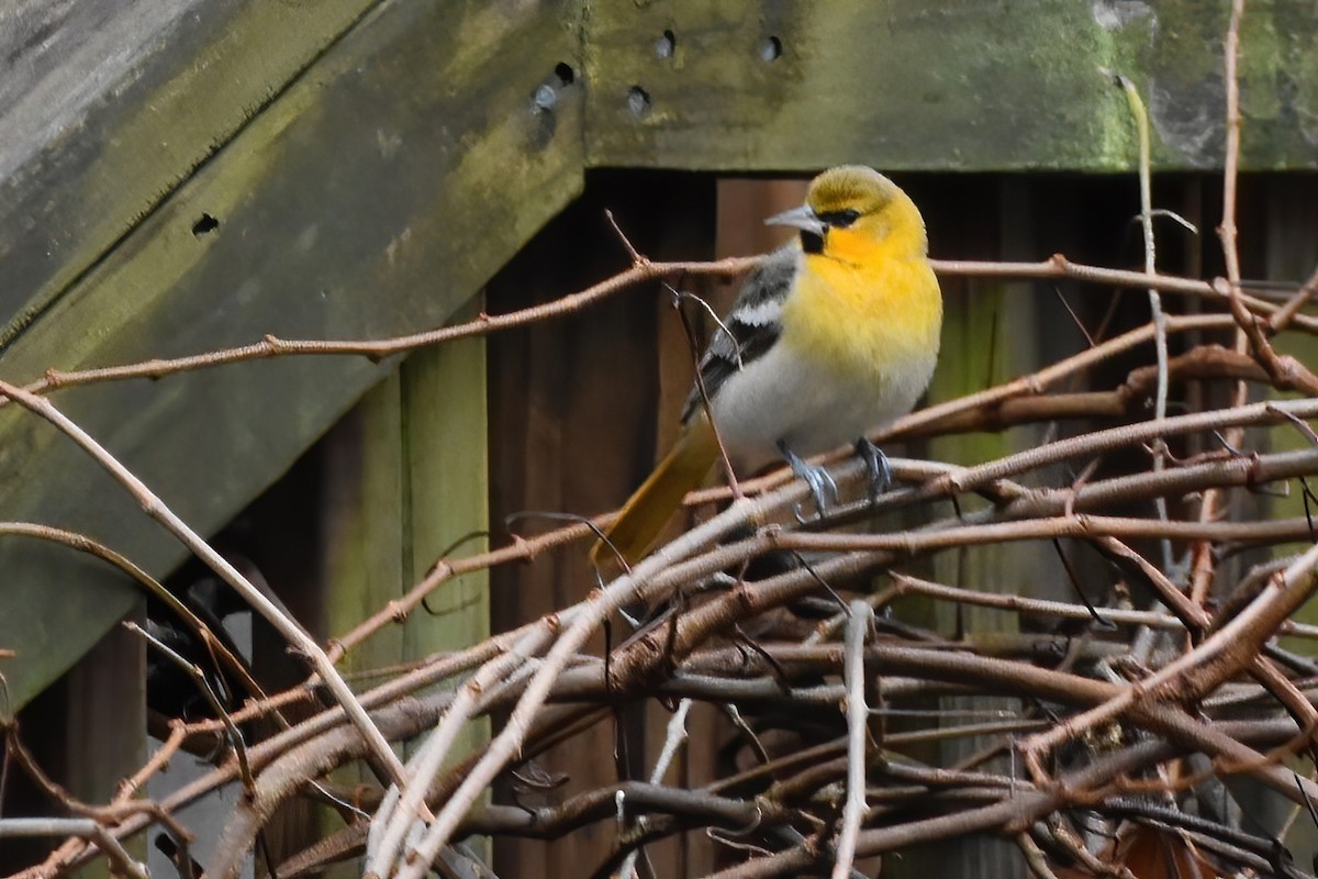 Bullock's Oriole - ML528117761