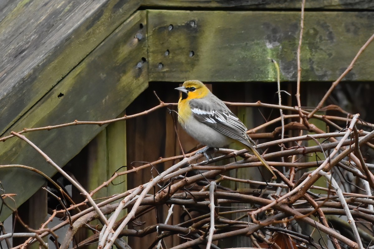 Bullock's Oriole - ML528117901