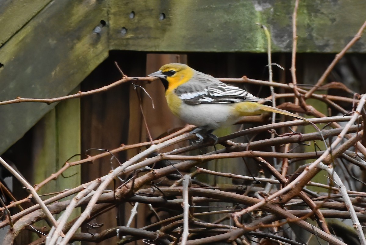 Bullock's Oriole - Chip  Gilbert