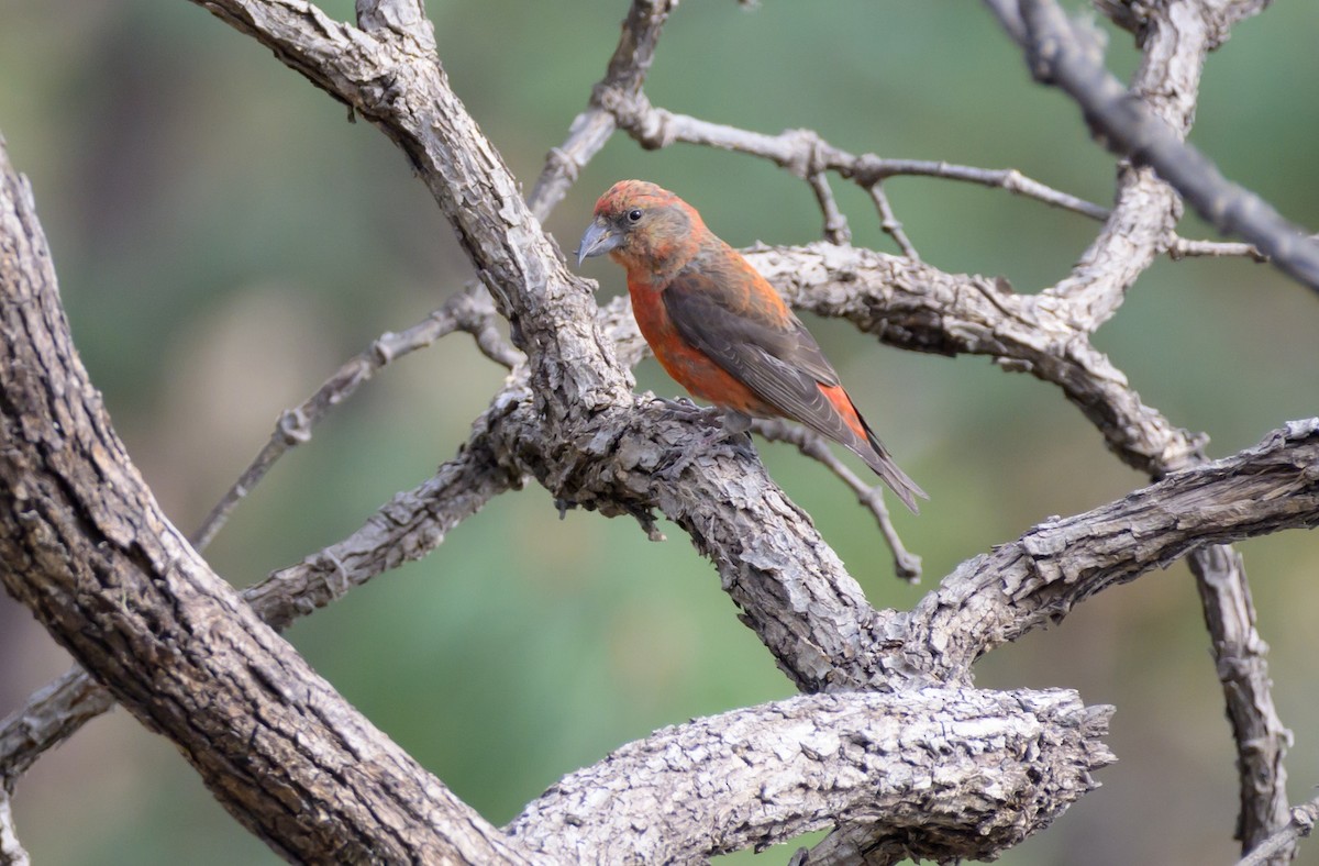 Red Crossbill - ML528118121