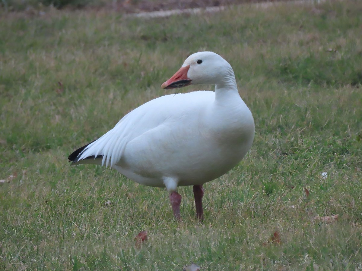 Snow Goose - ML528118151