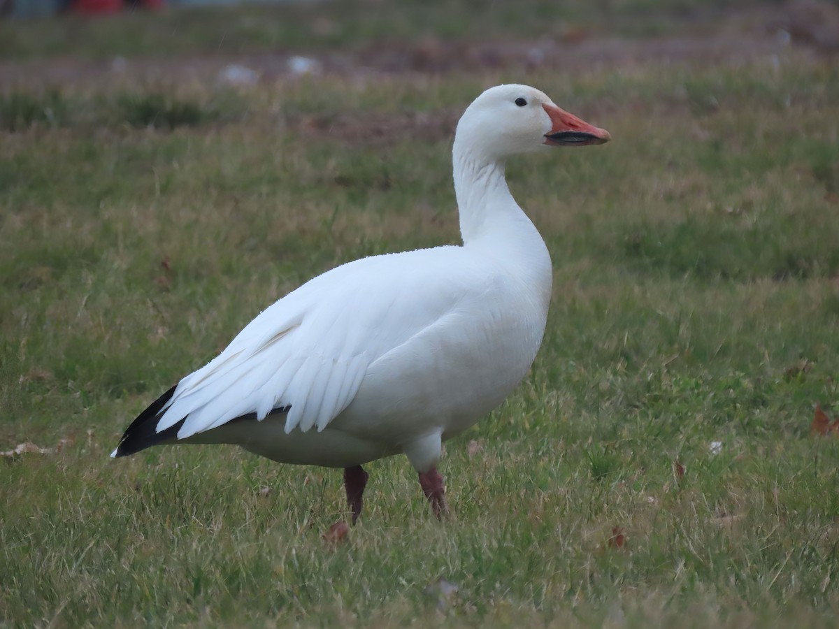 Snow Goose - ML528118161