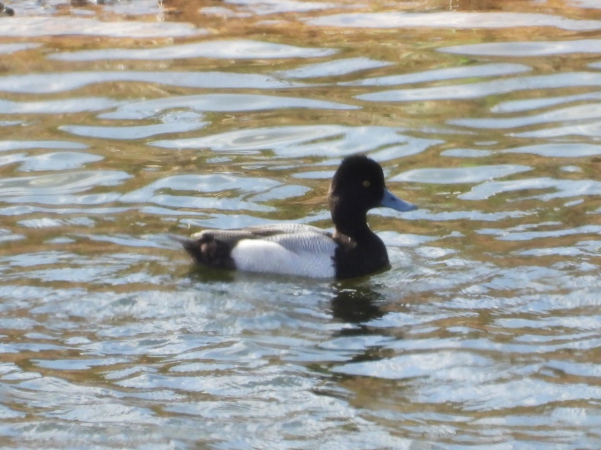 Lesser Scaup - Saúl Román Raso