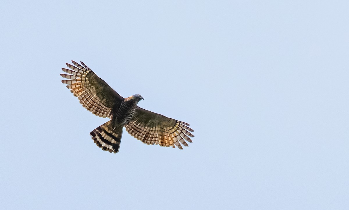 Hook-billed Kite - ML528119511