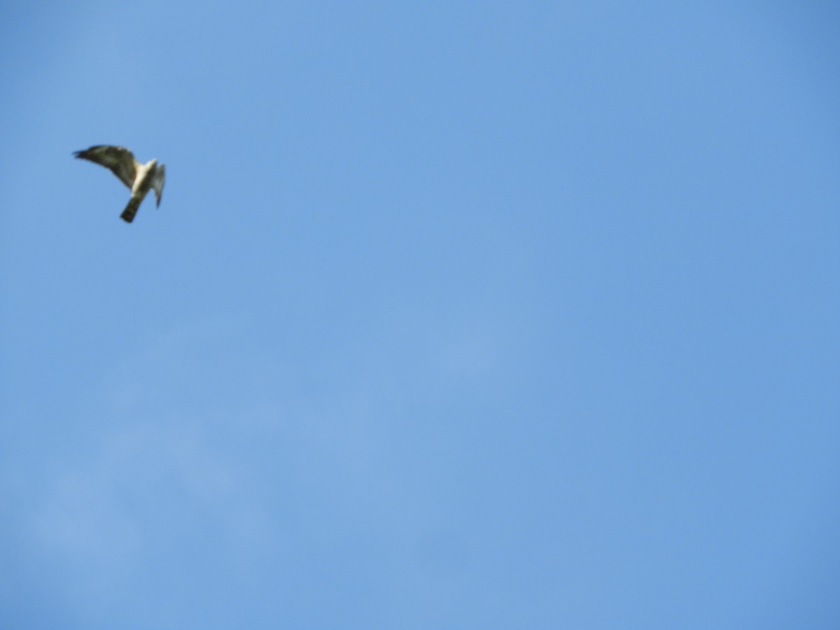 Mississippi Kite - ML528121091