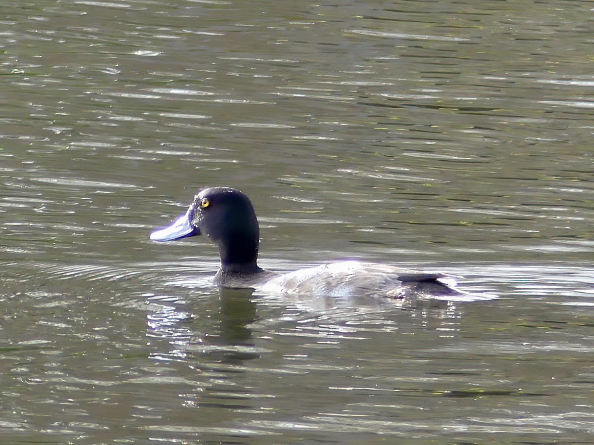 Lesser Scaup - Shelley Rutkin