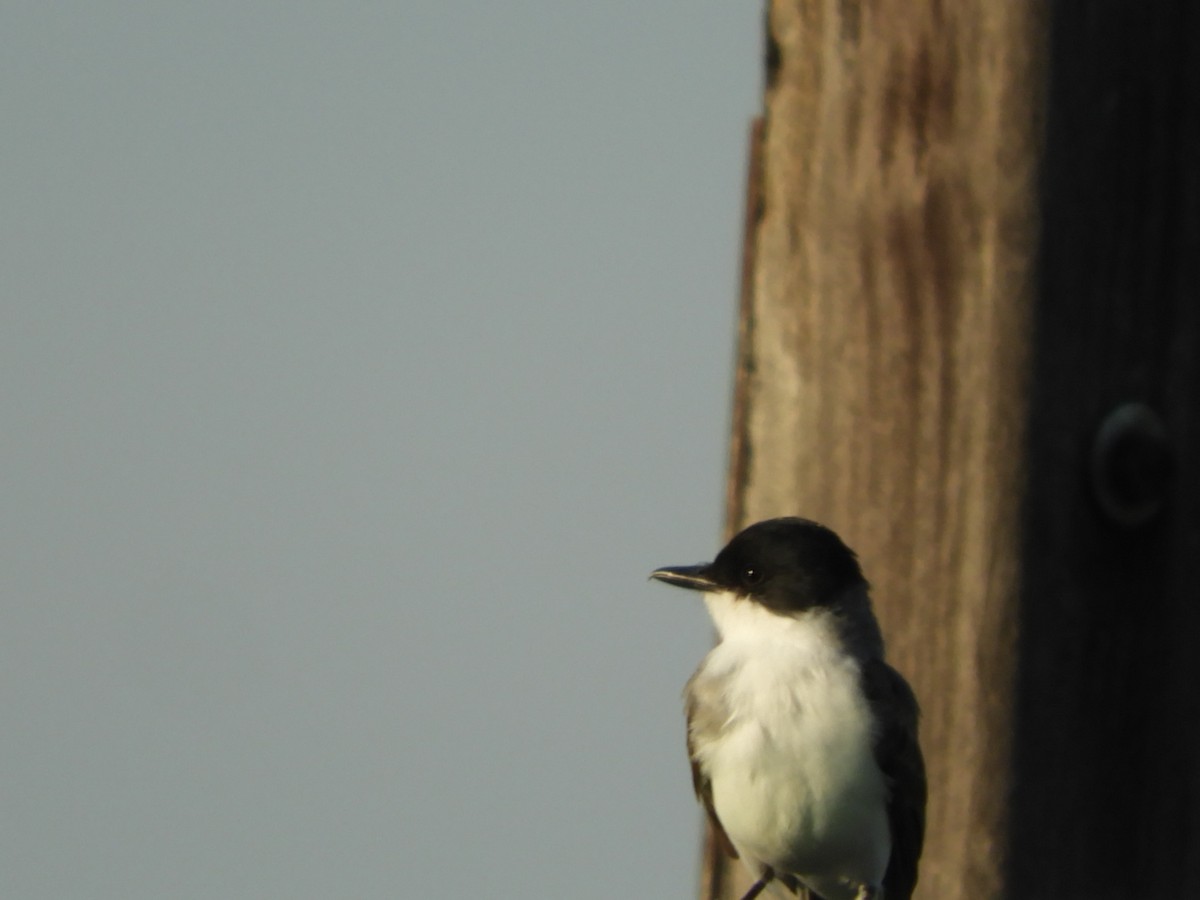 Fork-tailed Flycatcher - Silvia Enggist