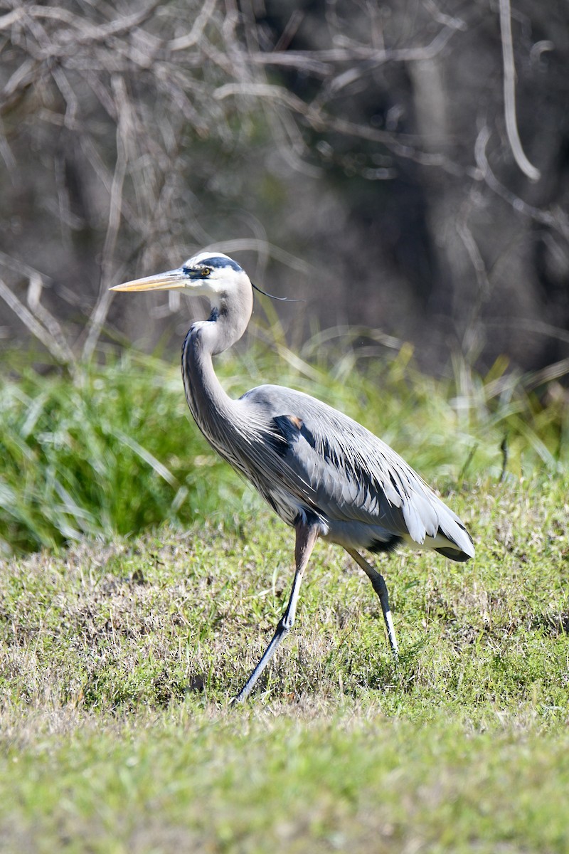 Garza Azulada - ML528122241