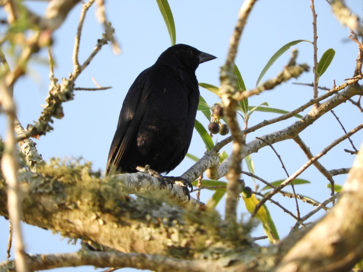 Shiny Cowbird - ML528122291