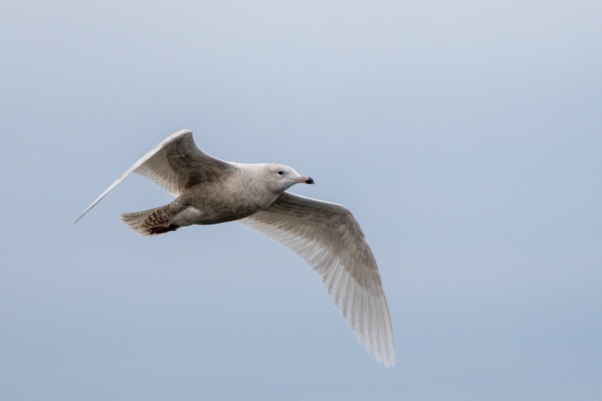 Glaucous Gull - ML528123411