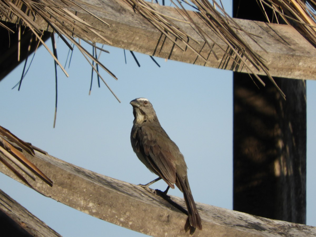 Pepitero Grisáceo del Amazonas - ML528123561