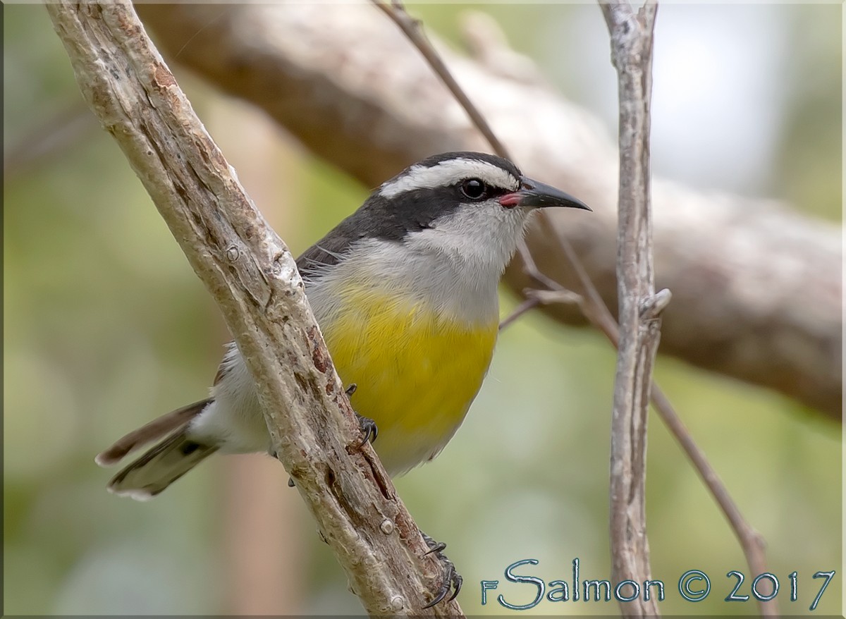 Bananaquit - ML52812401