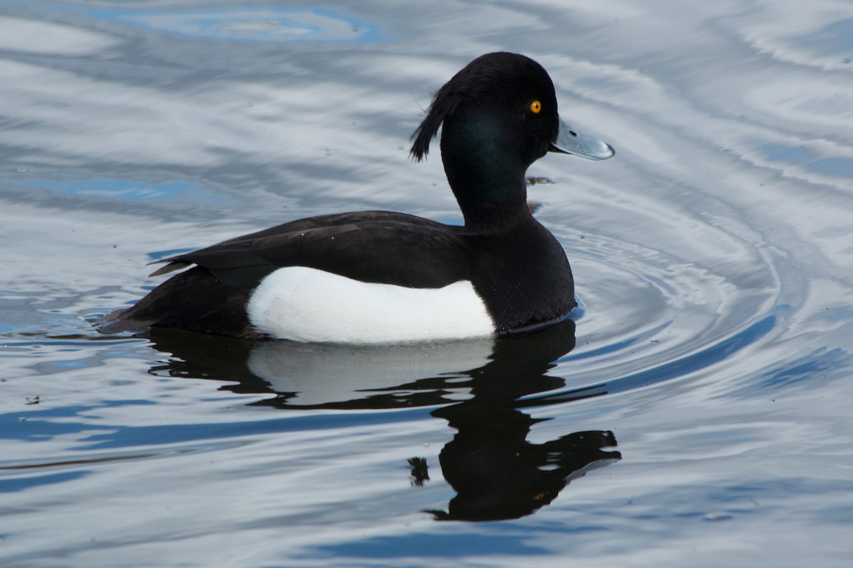 Tufted Duck - Rebecca Marschall