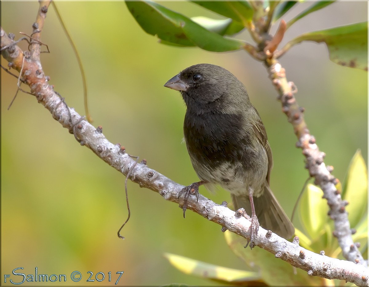 Black-faced Grassquit - ML52812431