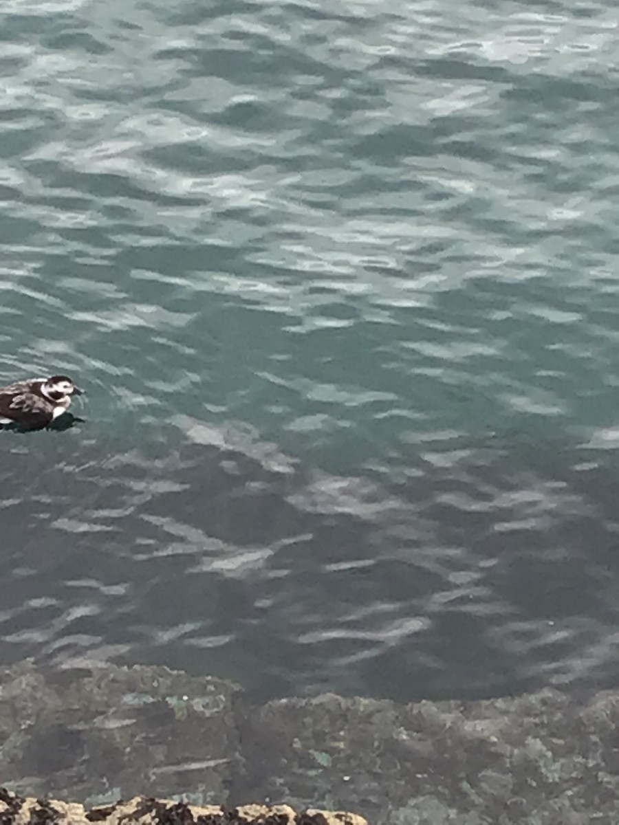 Long-tailed Duck - ML528124701