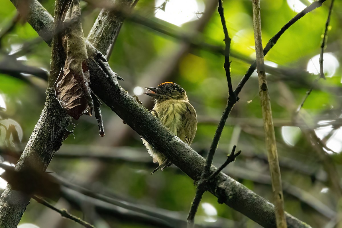 Olivaceous Piculet - Thibaud Aronson