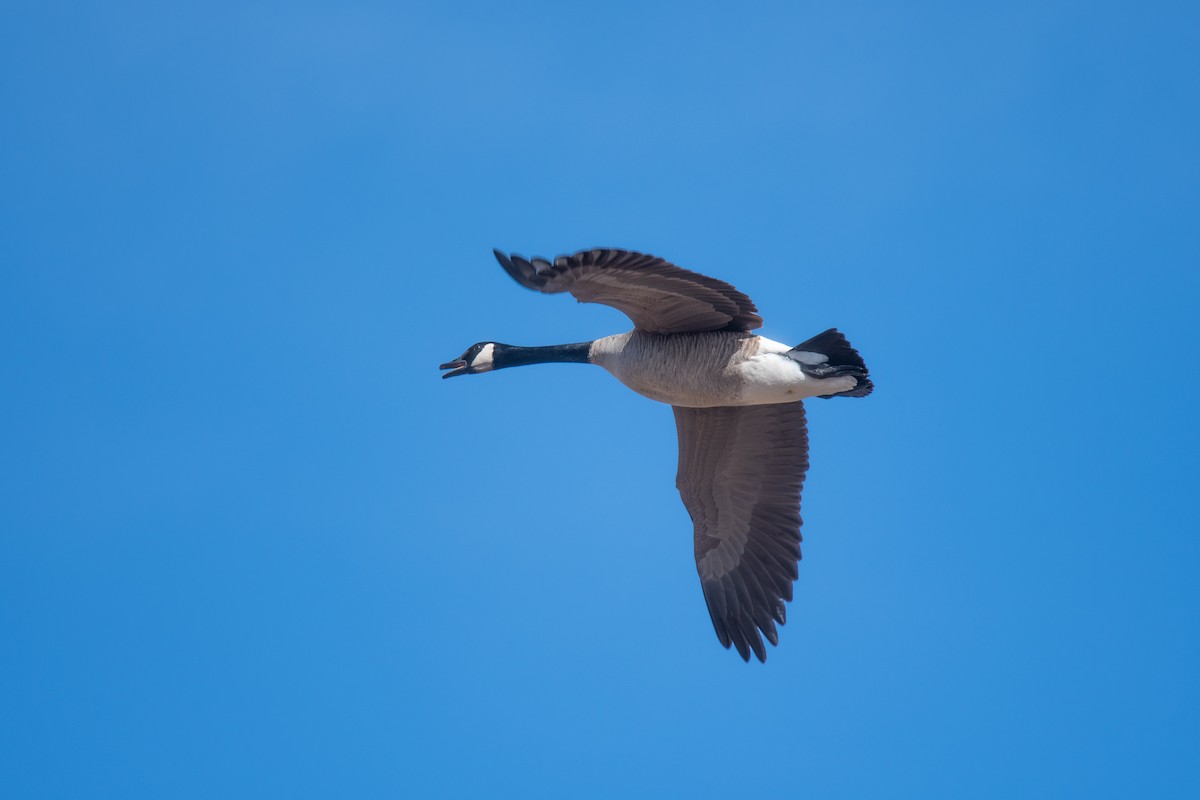 Canada Goose - ML528126091