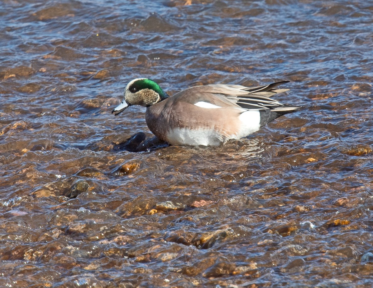 American Wigeon - ML528126151