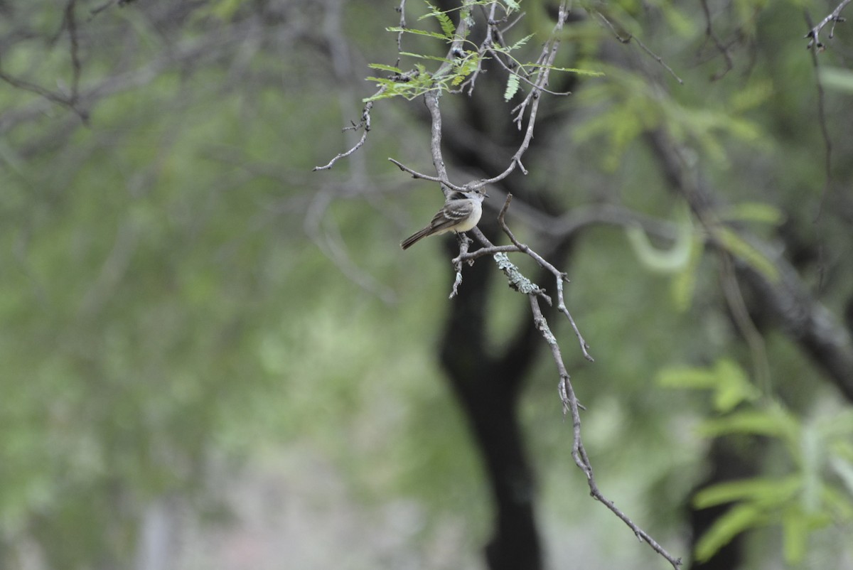 Southern Scrub-Flycatcher - Geoff Carpentier