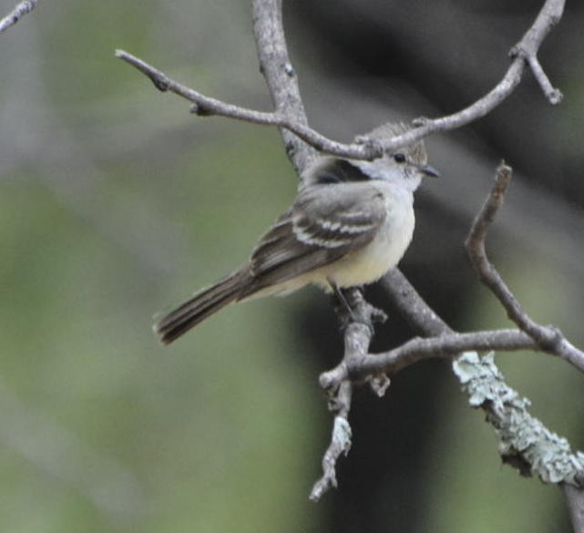 Southern Scrub-Flycatcher - Geoff Carpentier