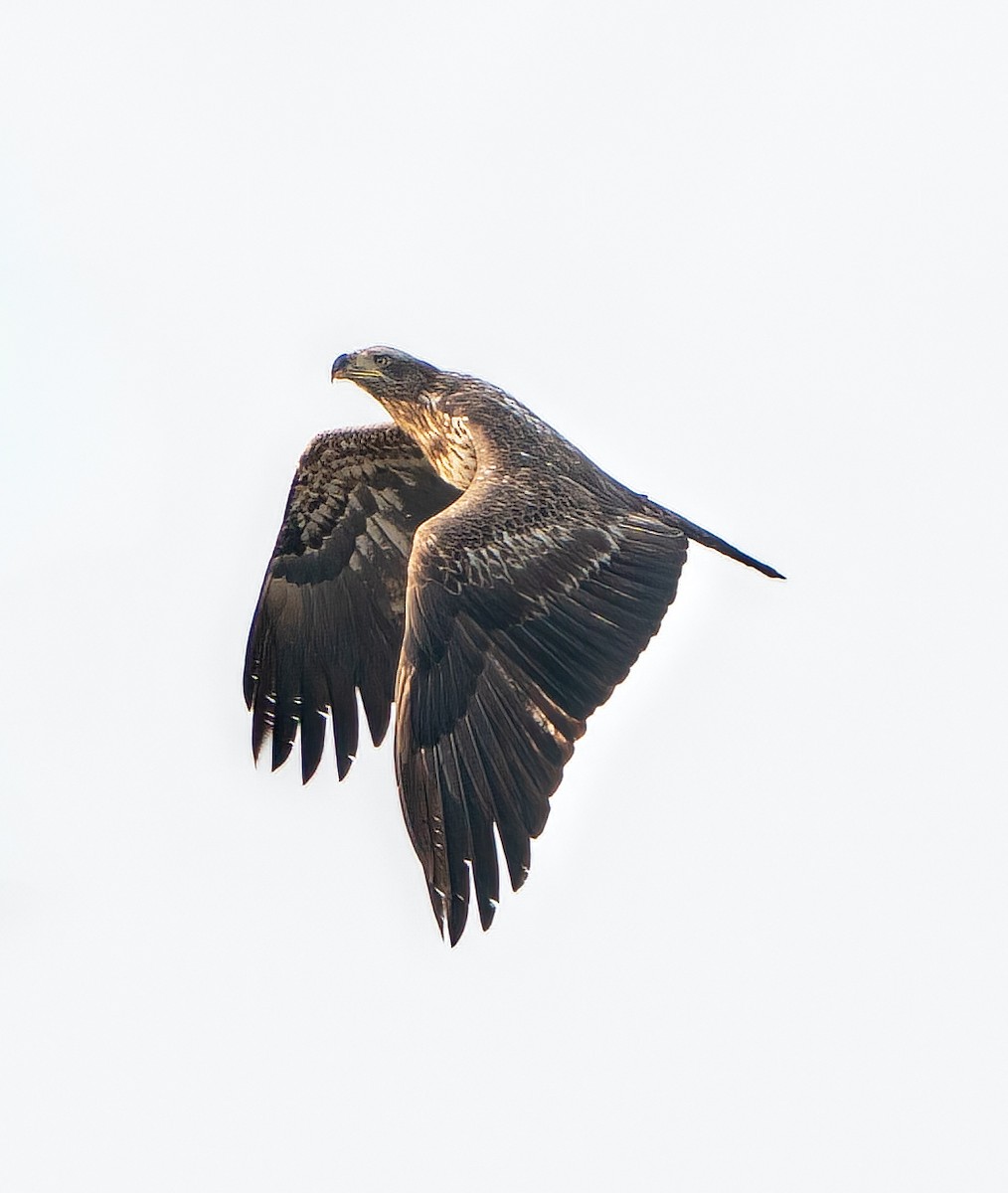 Bald Eagle - ML528129451