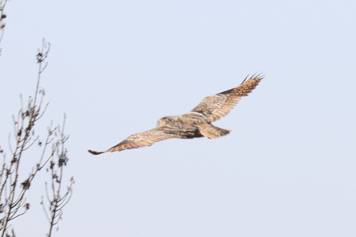 Eurasian Eagle-Owl - ML528130531
