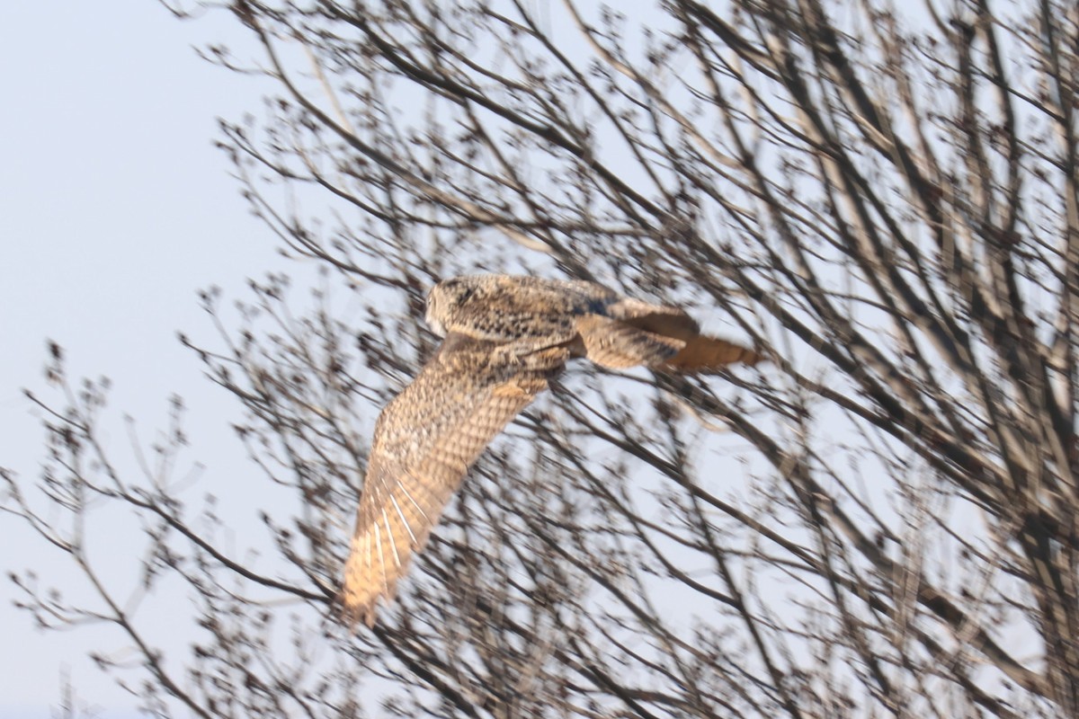 Eurasian Eagle-Owl - ML528130541