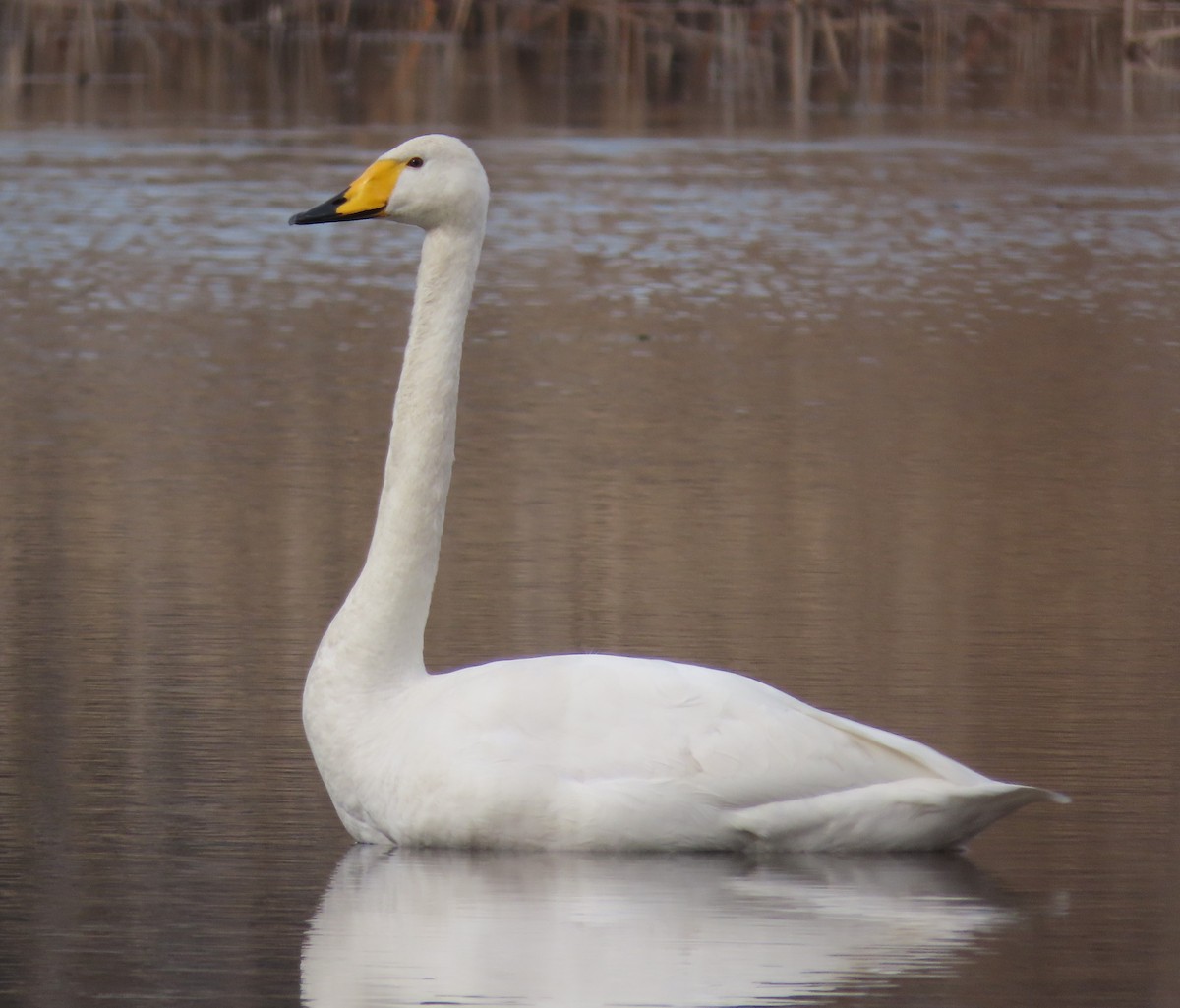 Whooper Swan - ML528131111