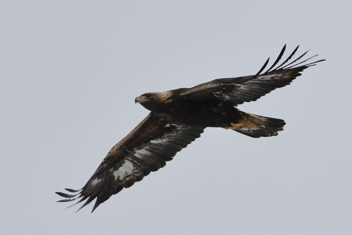 Golden Eagle - ML528131911