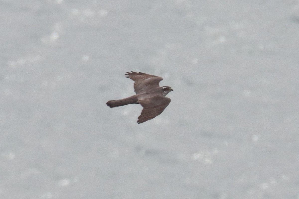 Eurasian Goshawk - ML528132061