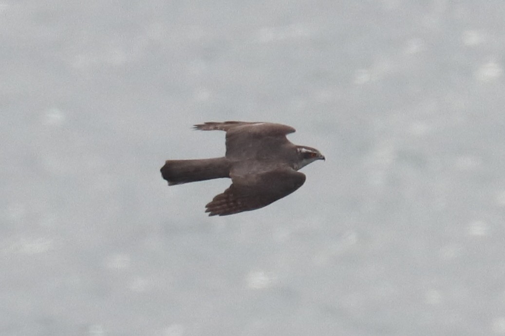 Eurasian Goshawk - ML528132071