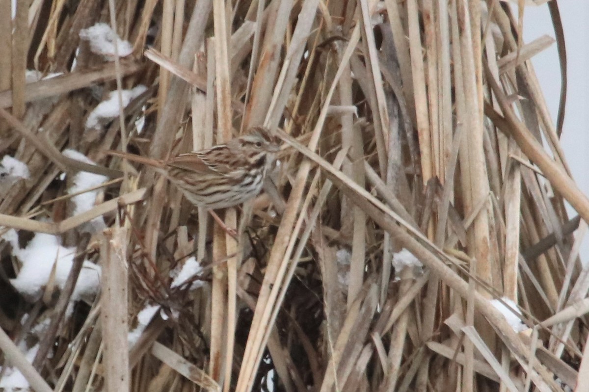 Song Sparrow - ML528133351