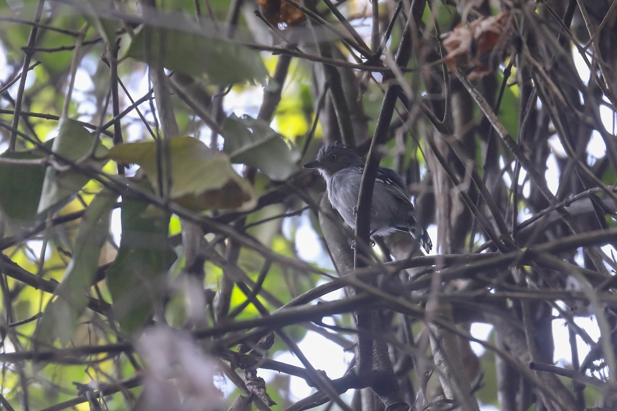 Natterer's Slaty-Antshrike - ML528134041