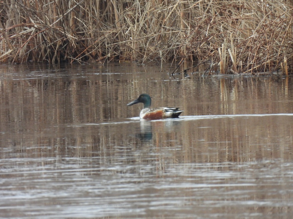 Canard souchet - ML528134461