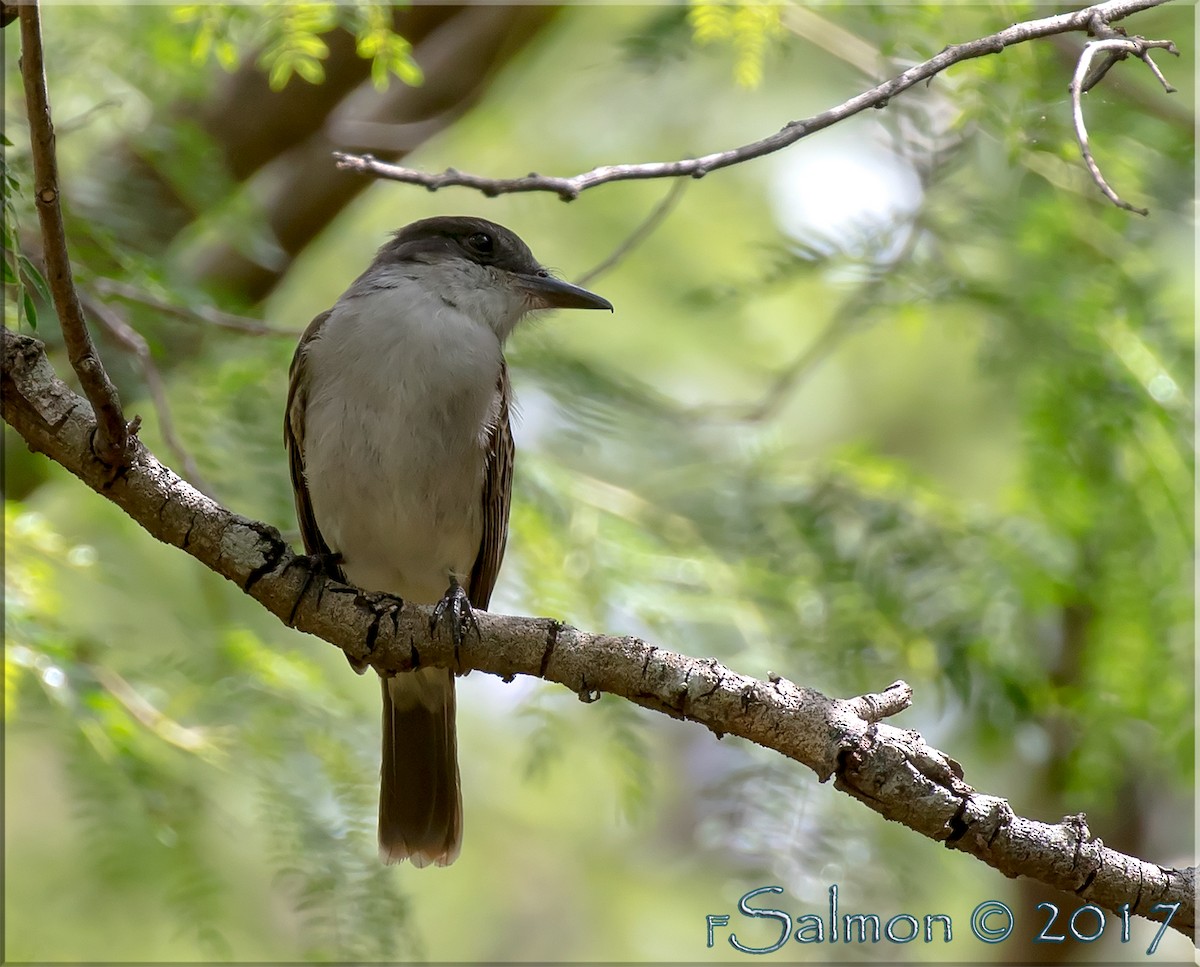 Loggerhead Kingbird - ML52813491