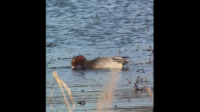 ברווז צהוב-מצח - ML528135391