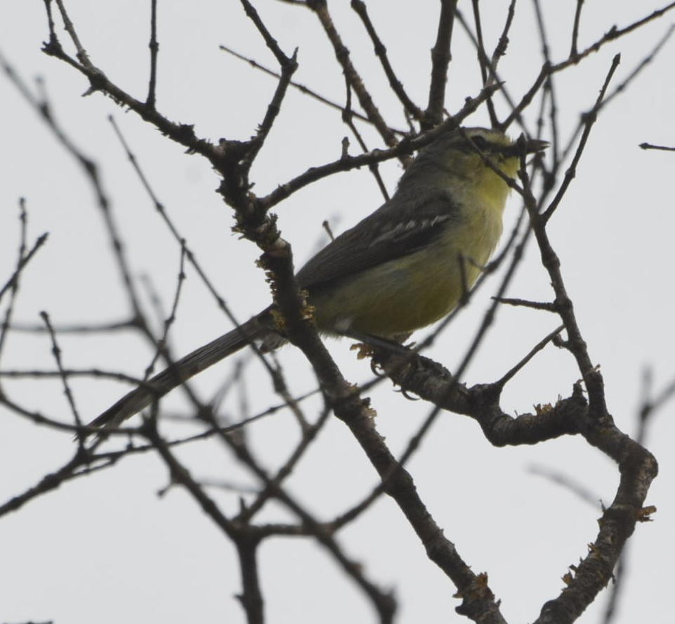 Greater Wagtail-Tyrant - ML528135421