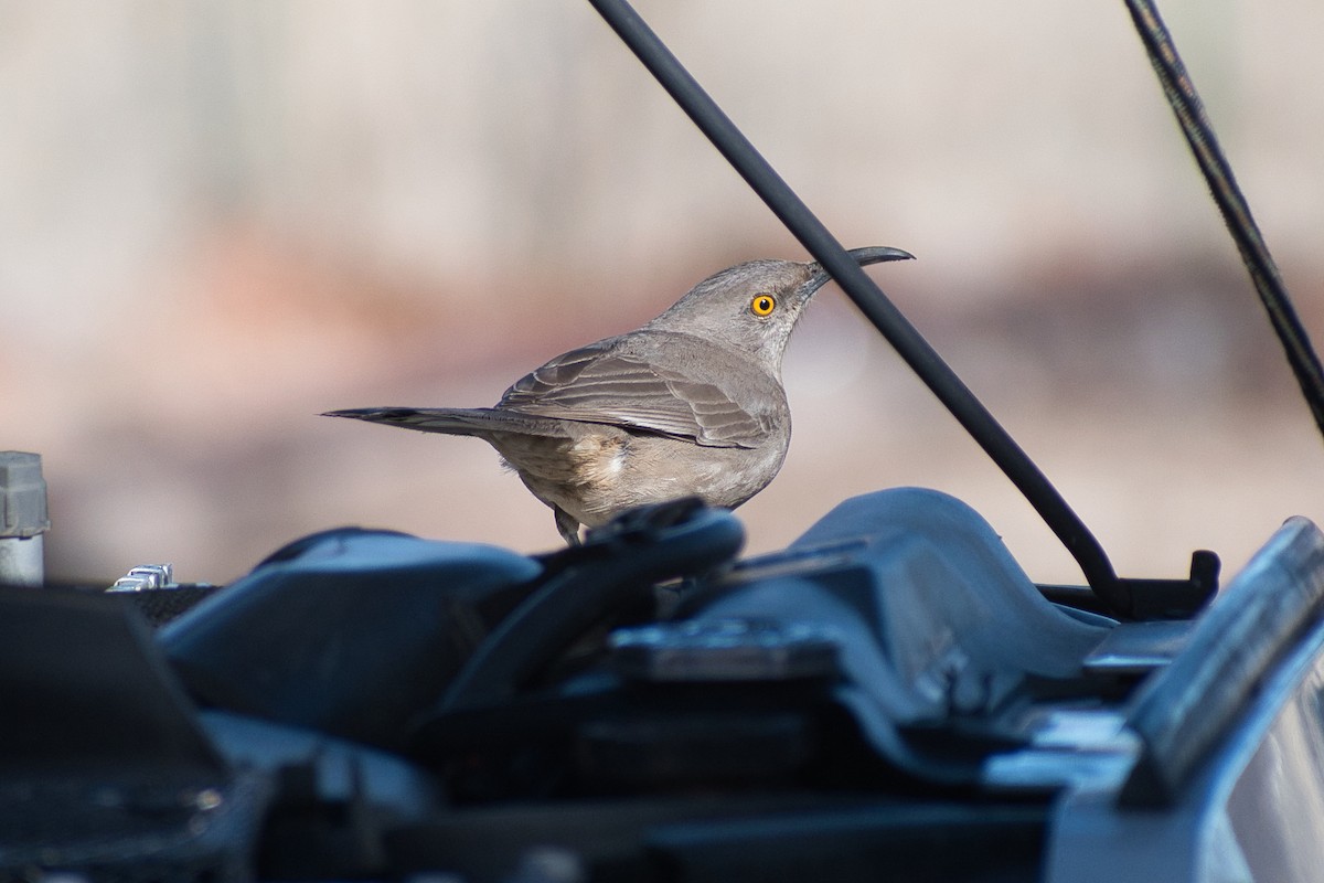 Curve-billed Thrasher - ML528135471