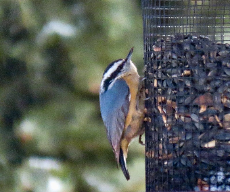 Red-breasted Nuthatch - ML528135621