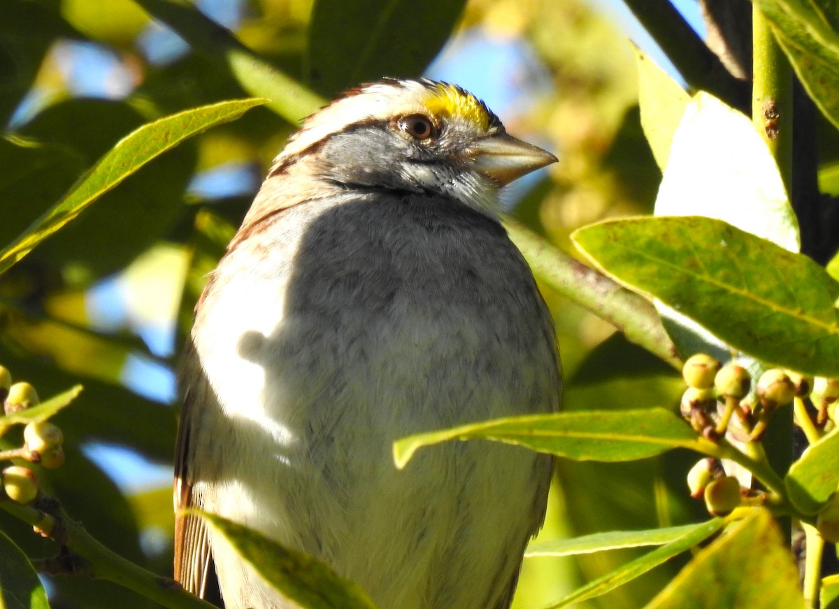 White-throated Sparrow - ML528135751