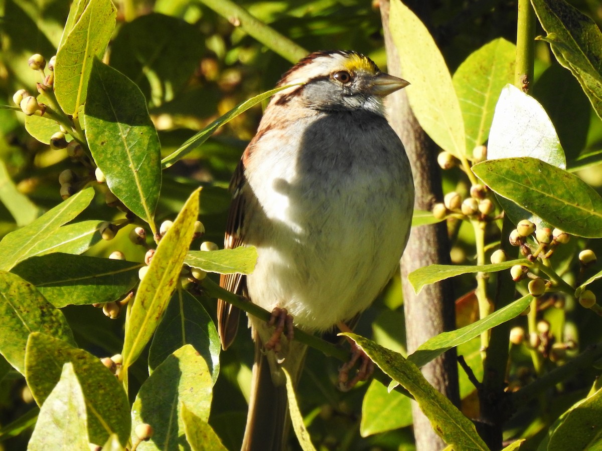 White-throated Sparrow - ML528135761