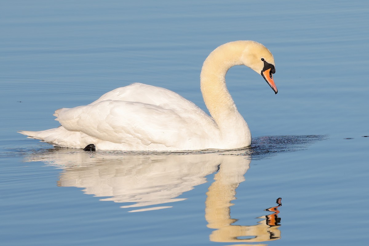 Mute Swan - Garrett Lau