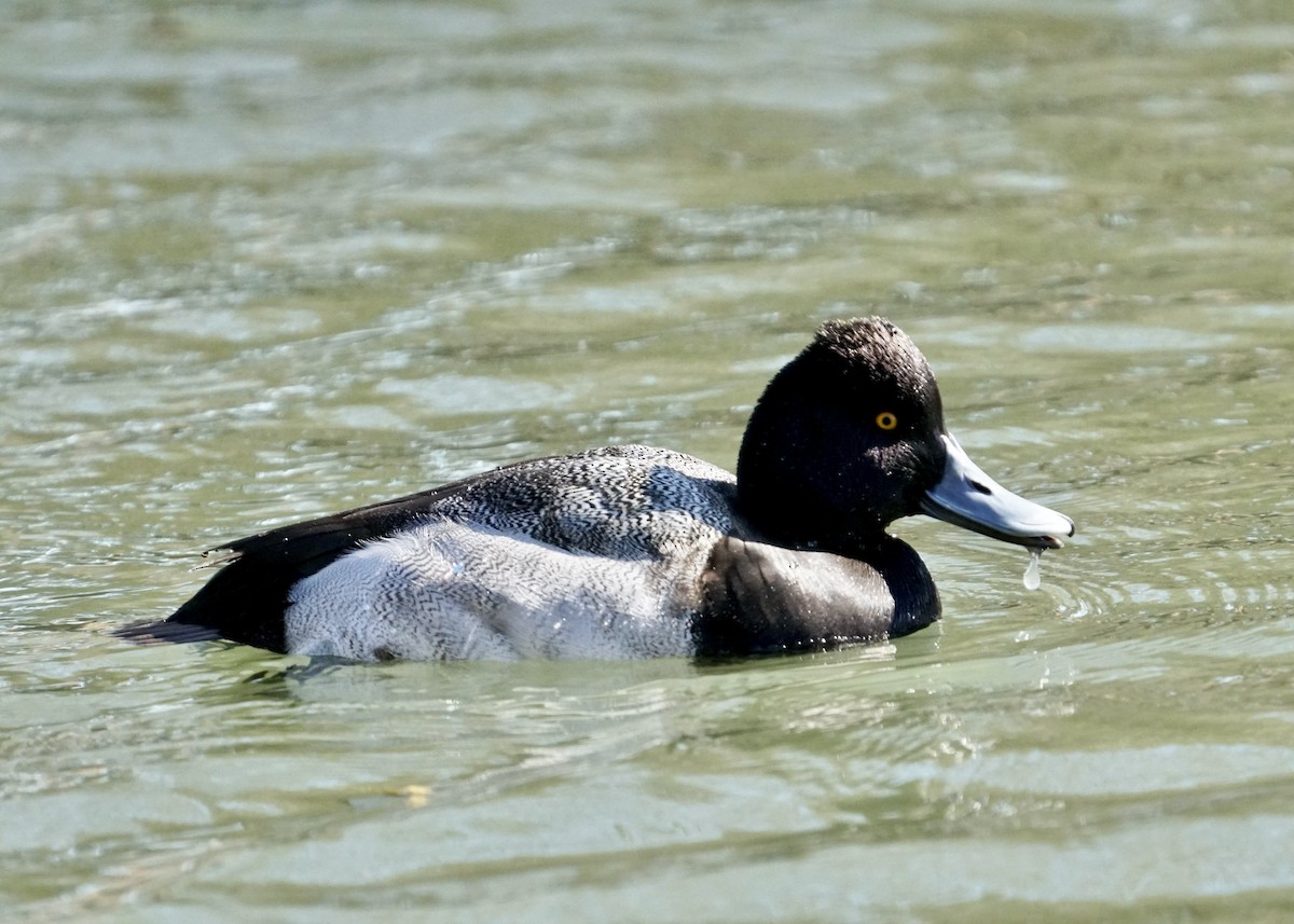 Lesser Scaup - ML528137961