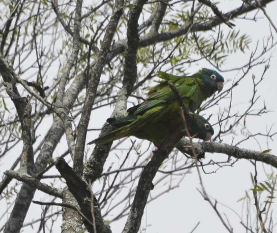 Blue-crowned Parakeet - ML528138021