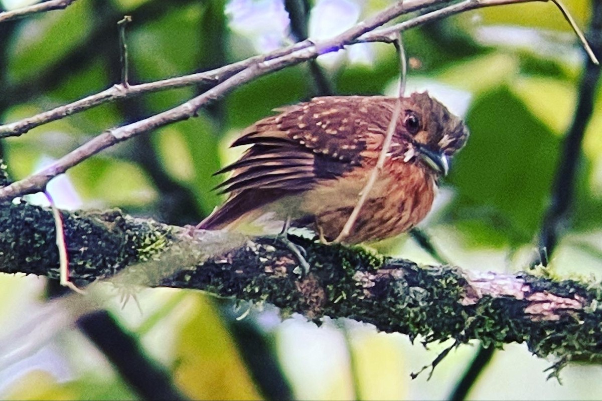 White-whiskered Puffbird - Sheri Mcconville