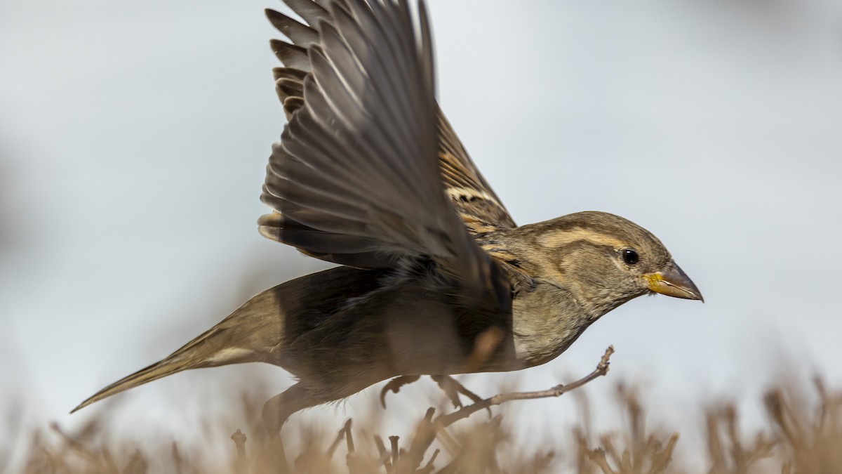 Оронгийн бор шувуу - ML528138441