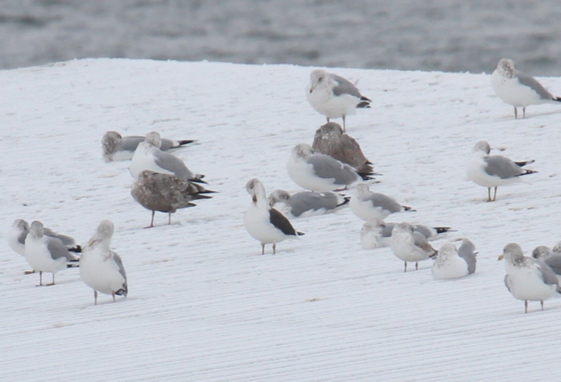 Lesser Black-backed Gull - Dillon  Freiburger