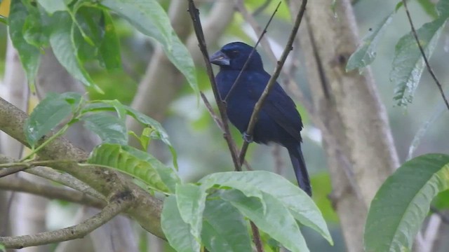 Blue-black Grosbeak - ML528139081