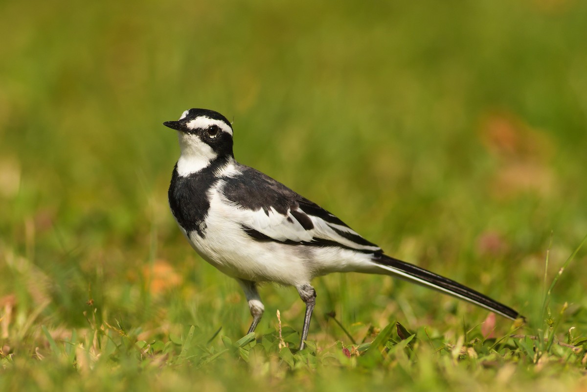 African Pied Wagtail - ML528139531